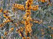 Sea-buckthorn berries