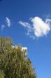 Blue cloudy sky with green birch tree