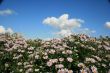 Cloudy deep blue sky over bed of wild flowers