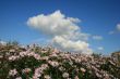 Cloudy deep blue sky over bed of wild flowers