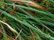 water on autumn grass