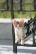 Adorable little kitten