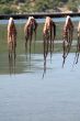 Octopus hanging too dry