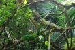 Iguana