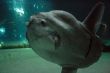 Luna-fish