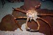Mediterranean crab