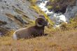 Rocky MountainSheep H