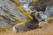 Rocky Mountain Sheep I