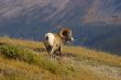 Rocky Mountain Sheep K