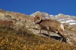 Rocky Mountain Sheep N