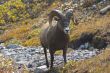 Rocky Mountain Sheep O