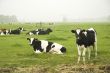 Dutch cows in autumn
