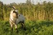 White brown goat with horns