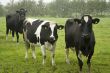 Dutch cows