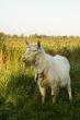 white goat