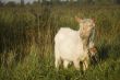 white goat in the morning