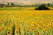 Yellow Fields