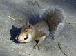 Squirrel eating a walnut