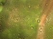 Waterdrops background