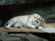 White tiger