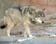 Wolf - owner the cage