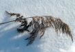 Grass on the snow