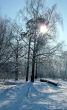 Sun on the tree
