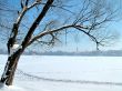 Tree on the shore of the icy lake