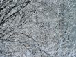 Winter ornament