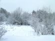 In the winter forest