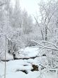 Winter view