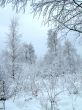 In the winter forest