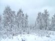 In the winter forest