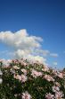 Cloudy deep blue sky over bed of wild flowers