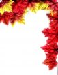 Autumn Leaves Design