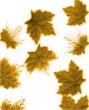 Autumn Leaves Design
