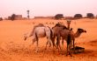 Sahara