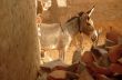 Donkey