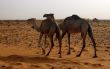 Camels