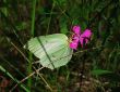 wild lemon yellow butterfly