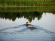 wild ducks