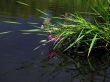 reflected flowerses