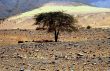 Tree In The Desert
