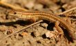 Lizard