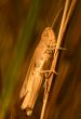 Grasshopper