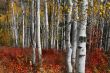 Autum Colors