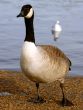 Goose