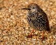 Starling