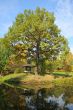 Big oak in autumn