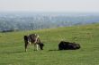 Cows